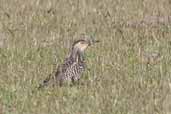 Female Chilean Flicker, Caulin, Chiloe, Chile, November 2005 - click for larger image