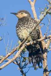 Female Chilean Flicker, Caulin, Chiloe, Chile, December 2005 - click for larger image