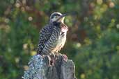 Male Chilean Flicker, Caulin, Chiloe, Chile, December 2005 - click for larger image