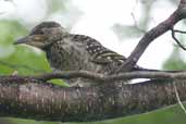 Juvenile Male Chilean Flicker, Torres del Paine, Chile, December 2005 - click for larger image