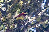 Crimson-mantled Woodpecker, Yanacocha Reserve, Pichincha, Ecuador, November 2019 - click on image for a larger view