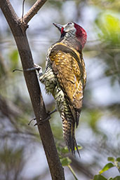 Golden-olive Woodpecker, Chaparri, Lambayeque, Peru, October 2018 - click for larger image