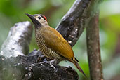 Golden-olive Woodpecker, Mindo, Pichincha, Ecuador, November 2019 - click for larger image
