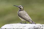 Male Andean Flicker, Lauca N. P., Chile, February 2007 - click for larger image