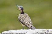 Male Andean Flicker, Lauca N. P., Chile, February 2007 - click for larger image