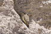 Female Andean Flicker at nest burrow, Lauca N. P., Chile, February 2007 - click for larger image