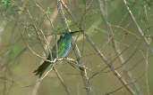 White-vented Violetear, Itirapina, São Paulo, Brazil, April 2001 - click for larger image