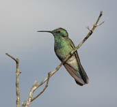 White-vented Violetear, Chapada Diamantina, Bahia, Brazil, July 2002 - click for larger image