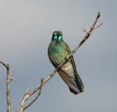 White-vented Violetear, Chapada Diamantina, Bahia, Brazil, July 2002 - click for larger image