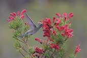 White-vented Violetear, Chapada Diamantina, Bahia, Brazil, July 2002 - click for larger image