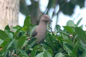 ? Pigeon, Borba, Amazonas, Brazil, August 2004 - click for larger image