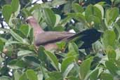 ? Pigeon, Borba, Amazonas, Brazil, August 2004 - click for larger image