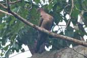 ? Pigeon, Borba, Amazonas, Brazil, August 2004 - click for larger image