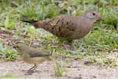 Ruddy Ground-dove, Ubatuba, São Paulo, Brazil, November 2006 - click for larger image