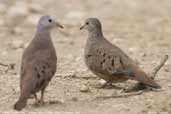 Ruddy Ground-dove, Pantanal, Mato Grosso, Brazil, December 2006 - click for larger image