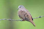 Ruddy Ground-dove, Aguas de São Pedro, São Paulo, Brazil, November 2008 - click for larger image