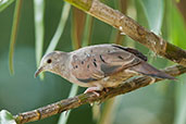 Ruddy Ground-dove, Los Cerritos, Risaralda, Colombia, April 2012 - click for larger image