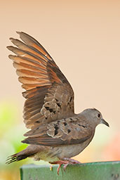 Ruddy Ground-dove, Los Cerritos, Risaralda, Colombia, April 2012 - click for larger image