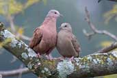 Ruddy Ground-dove, São Paulo, Brazil, July 2002 - click for larger image