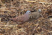 Ruddy Ground-dove, Coca, Orellana, Ecuador, November 2019 - click for larger image