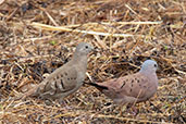 Ruddy Ground-dove, Coca, Orellana, Ecuador, November 2019 - click for larger image