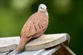 Ruddy Ground-dove, Vargem Alta, Espírito Santo, Brazil, March 2004 - click for larger image