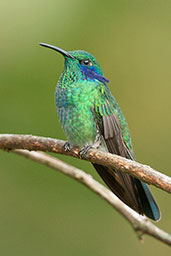 Green Violetear, Santa Marta Mountains, Magdalena, Colombia, April 2012 - click for larger image