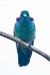 Green Violetear, Santa Marta Mountains, Magdalena, Colombia, April 2012 - click for larger image