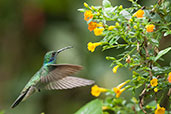 Green Violetear, Santa Marta Mountains, Magdalena, Colombia, April 2012 - click for larger image