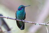 Green Violetear, Cbanas San Isidro, Napo, Ecuador, November 2019 - click for larger image