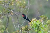 Male Scarlet-throated Tanager, Chapada Diamantina, Bahia, Brazil, March 2004 - click for larger image