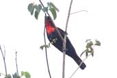 Male Scarlet-throated Tanager, Chapada Diamantina, Bahia, Brazil, March 2004 - click for larger image