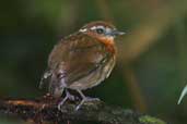 Female Chestnut-belted Gnateater, Palmarí, Amazonas, Brazil, September 2003 - click for larger image