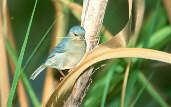 Bicoloured Conebill, Marchantaria Island, Amazonas, Brazil, July 2001 - click for larger image