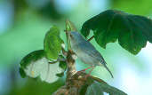 Bicoloured Conebill, Marchantaria Island, Amazonas, Brazil, July 2001 - click for larger image