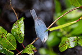 Bicoloured Conebill, Peruibe, Sao Paulo, Brazil, October 2022 - click for larger image