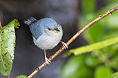 Bicoloured Conebill, Peruibe, Sao Paulo, Brazil, October 2022 - click for larger image