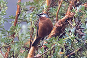 Giant Conebill, Papallacta Pass, Napo, Ecuador, November 2019 - click for larger image