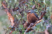 Giant Conebill, Papallacta Pass, Napo, Ecuador, November 2019 - click for larger image