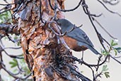 Giant Conebill, Papallacta Pass, Napo, Ecuador, November 2019 - click for larger image