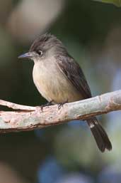 Cuban Pewee, La Güira, Cuba, February 2005 - click for larger image