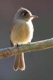 Cuban Pewee, La Güira, Cuba, February 2005 - click for larger image