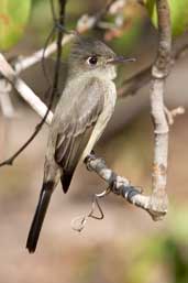 Cuban Pewee, Bermejas, Zapata Swamp, Cuba, February 2005 - click for larger image