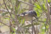 Cinereous Conebill, Lluta Valley, near Arica, Chile, February 2007 - click for larger image