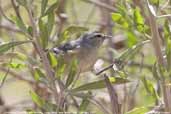 Cinereous Conebill, Lluta Valley, near Arica, Chile, February 2007 - click for larger image