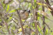 Cinereous Conebill, Lluta Valley, near Arica, Chile, February 2007 - click for larger image