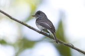 Tropical Pewee, Serra Bonita, Camacan, Bahia, Brazil, November 2008 - click for larger image