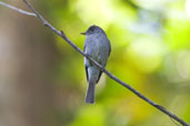 Tropical Pewee, Serra Bonita, Camacan, Bahia, Brazil, November 2008 - click for larger image