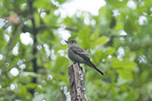 Tropical Pewee, Santa Marta Mountains, Magdalena, Colombia, April 2012 - click for larger image