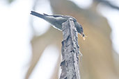 Tropical Pewee, Santa Marta Mountains, Magdalena, Colombia, April 2012 - click for larger image